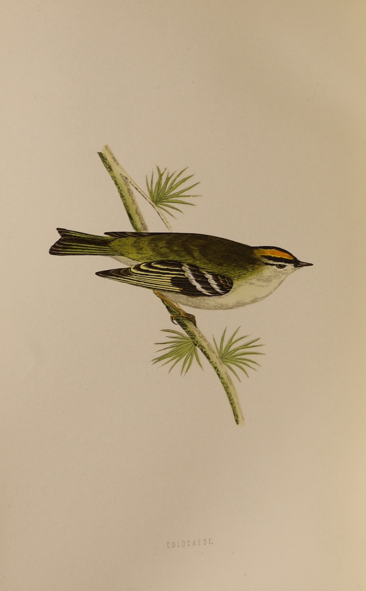 Morris, Rev. Francis Orpen - A History of British Birds, 2nd edition, 6 vols. 365 hand coloured plates, publisher's gilt pictorial cloth, 4to. 1870